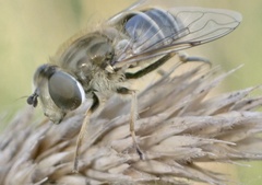 Eristalis abusiva
