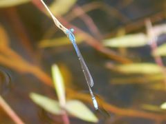 Aciagrion