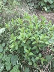 Stillingia zelayensis