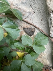 Chytonix palliatricula