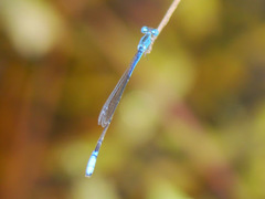 Aciagrion