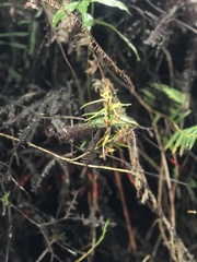 Maxillaria brevifolia