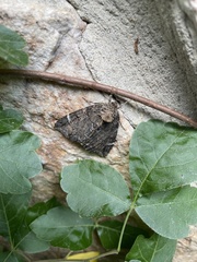 Chytonix palliatricula