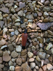 Stenelytrana emarginata
