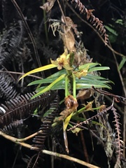 Maxillaria brevifolia