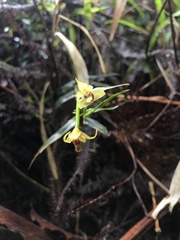Maxillaria brevifolia