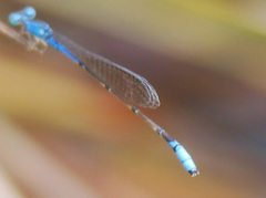 Aciagrion