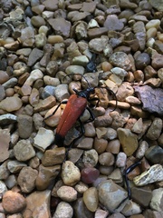 Stenelytrana emarginata