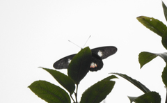 Archonias brassolis
