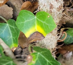 Colletotrichum trichellum