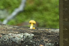 Cyptotrama chrysopepla