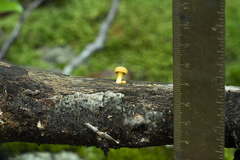 Cyptotrama chrysopepla