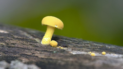 Cyptotrama chrysopepla