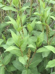 Stillingia zelayensis