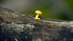 Cyptotrama chrysopepla