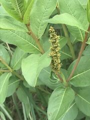 Stillingia zelayensis