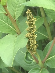 Stillingia zelayensis