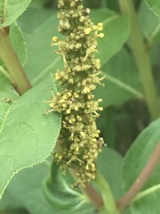 Stillingia zelayensis