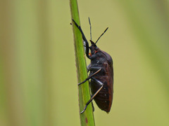 Phyllocephalinae