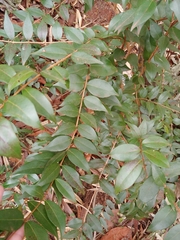Myrtus communis