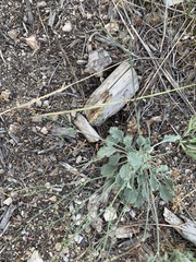 Eriogonum vimineum