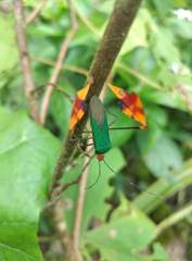 Anisoscelis foliaceus