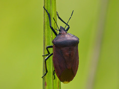 Phyllocephalinae