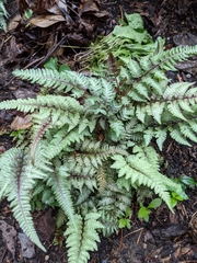 Athyrium niponicum