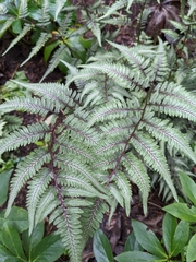 Athyrium niponicum