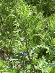 Dracocephalum moldavica