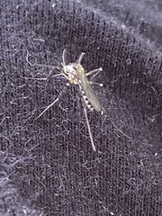 Aedes japonicus