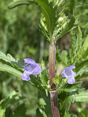 Dracocephalum moldavica