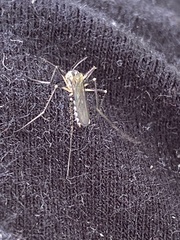 Aedes japonicus