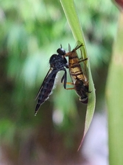 Neomochtherus geniculatus