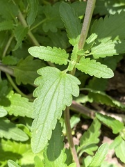 Dracocephalum moldavica