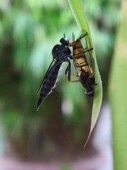 Neomochtherus geniculatus
