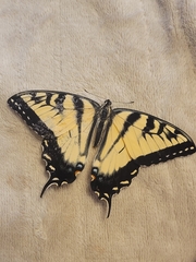 Papilio canadensis × glaucus