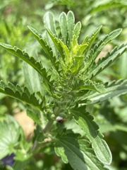 Dracocephalum moldavica