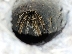 Aphonopelma seemanni