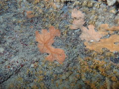 Spirastrella cunctatrix