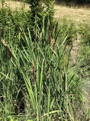 Typha shuttleworthii