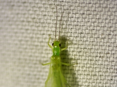Alloperla