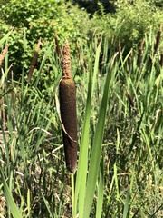 Typha shuttleworthii