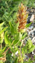 Pedicularis lanceolata