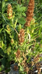 Pedicularis lanceolata