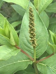 Stillingia zelayensis