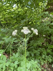 Astrantia major