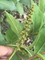 Stillingia zelayensis