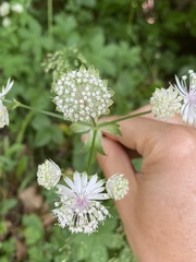 Astrantia major
