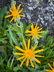 Senecio megacephalus